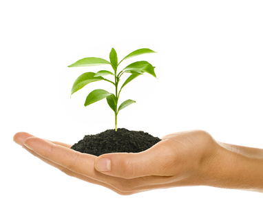 Hand mit junger Pflanze