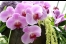 Orchideenpracht bei der Floriade 2012 in Venlo, Quelle: R. Herzog.