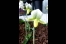Orchidee, Quelle: R. Herzog