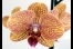 Detailaufnahme einer Orchidee, Quelle: R. Herzog