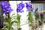 Brauchen keine Erde: Orchideen auf der Floriade 2012, Quelle: R. Herzog
