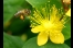 Auch sie freuen sich über die Blumenausstellung: Die Honigbienen, Quelle: R. Herzog