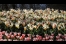 Impressionen Keukenhof 2011, Quelle: Kausch