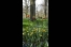 Impressionen Keukenhof 2011, Quelle: Kausch