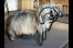 Guus van Leeuwen, Domestic Animals, Quelle: A. Fliegner
