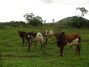 Fr das Projekt unterhalten die Forscher eine eigene Rinderherde. Die Tiere sind eine Kreuzung aus Holstein- und Zebu-Rindern.