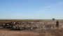 Die Viehhaltung gewinnt in Kasachstan zunehmend wieder an Bedeutung. (Foto: WWU/Johannes Kamp)