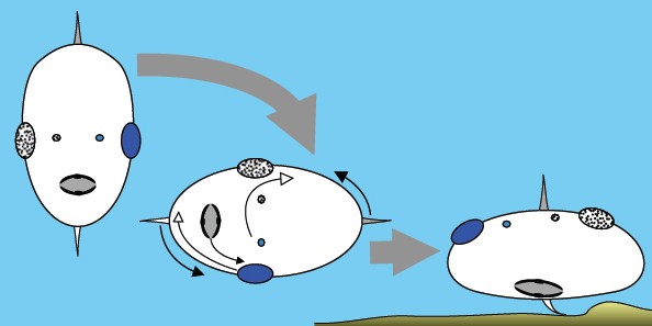 One evolutionary scenario: a primeval fish has twisted on to its side. Its mouth and fins have, from the fishes perspective, compensated for this movement in a clockwise direction, while the eyes and nostrils have moved anti-clockwise.<address>© de Lussanet</address>