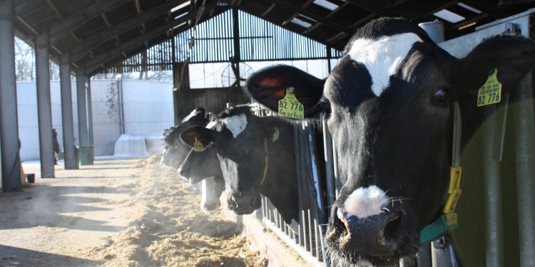 Die Kühe auf dem Milchhof Gerd-Holling sind beim Thementag Milch die Hauptakteurinnen.<address>© WWU/AFO</address>