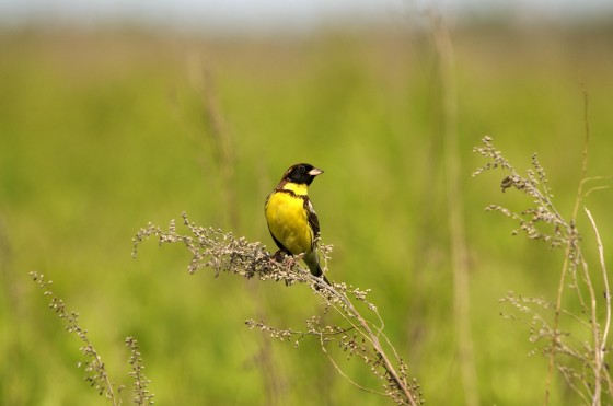A male yellow-breasted bunting …<address>© Ulrich Schuster</address>
