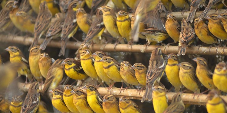 Illegally caught yellow-breasted buntings in China<address>© Huang Qiusheng</address>