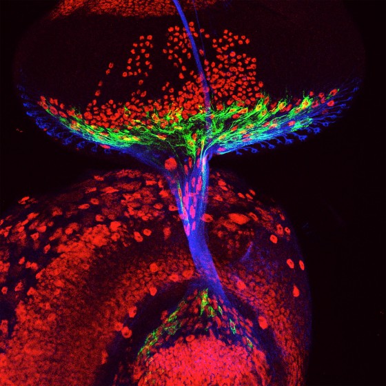 Entstehendes Nervensystem einer Fruchtfliege (Drosophila).<address>© Anni Bauke, Christian Klämbt</address>