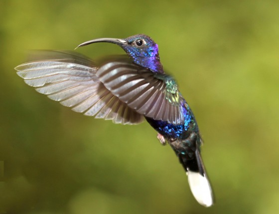 Ein Kolibri (Violettdegenflügel) im Flug