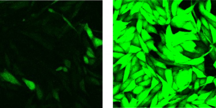 With a normal supply of oxygen, the newly developed reporter used by the Münster scientists is inactive, so only a few cells can be detected under the microscope (left). If there is a drop in the oxygen supply, the reporter causes the cells affected to light up green (right).<address>© Friedemann Kiefer</address>