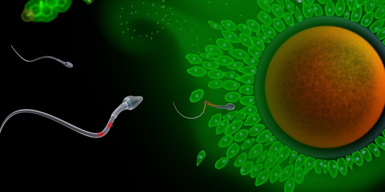 Spermien spüren die Eizelle vermutlich anhand von Strömungen und Botenstoffen auf. In dieser modellhaften Darstellung docken die Botenstoffe (grün) an den Spermien an, um ihr Schwimmverhalten zu beeinflussen.<address>© Rene Pascal, caesar, Bonn</address>