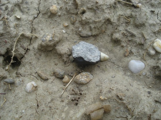 Ein 24 Gramm schweres und etwa 34 Millimeter langes Meteoritenfragment am Fundort in der Nähe von Stubenberg in Niederbayern