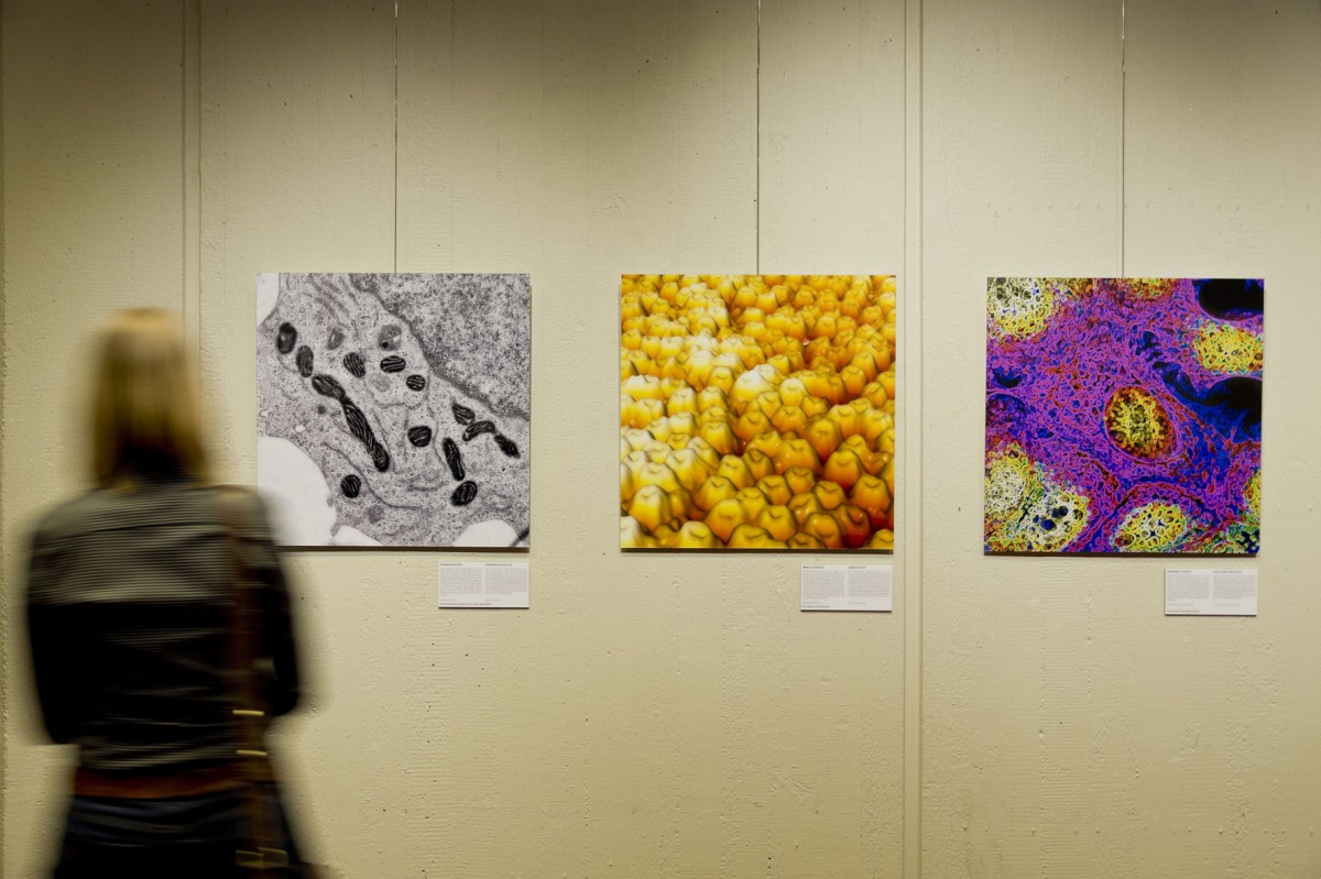 Die Motive der Ausstellung "Innere Welten" waren bereits öffentlich zu sehen - wie hier im Wissenschaftszentrum in Bonn.© WZ Bonn/Lichtenscheidt