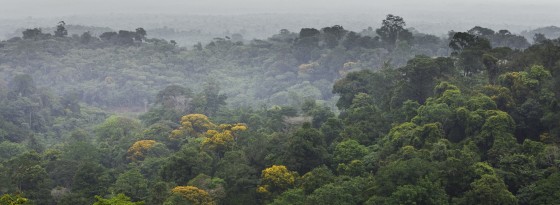 Der Regenwald in Brasilien - seine Überwachung, um illegale Rodung zu dokumentieren, ist ein Beispiel für ein praxisrelevantes Thema des Master-Studiengangs.<address>© colourbox.de</address>