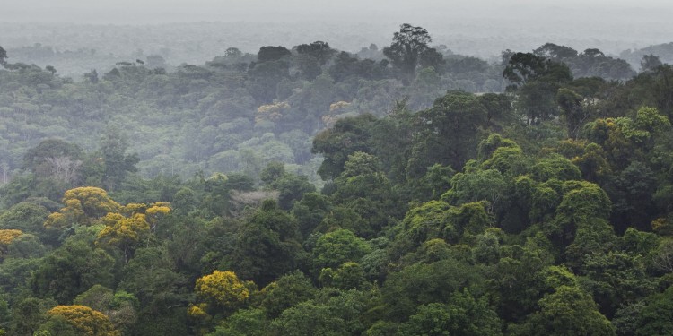 Der Regenwald in Brasilien - seine Überwachung, um illegale Rodung zu dokumentieren, ist ein Beispiel für ein praxisrelevantes Thema des Master-Studiengangs.<address>© colourbox.de</address>