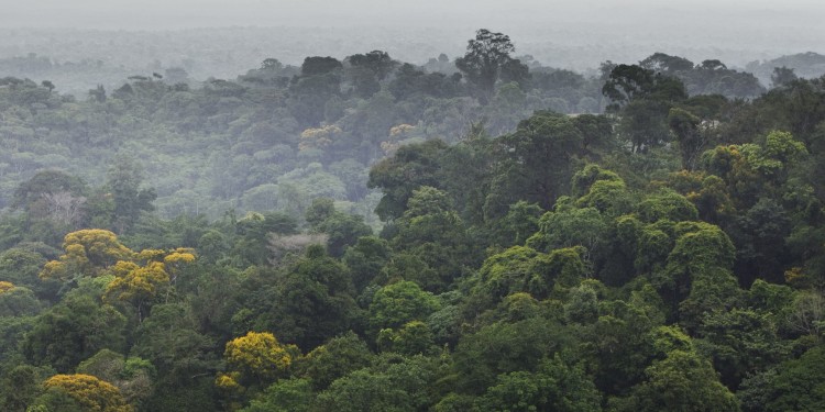 The Brazilian rainforest – monitoring it in order to document any illegal deforestation is one example of a practical subject for the masters course.<address>© colourbox.de</address>