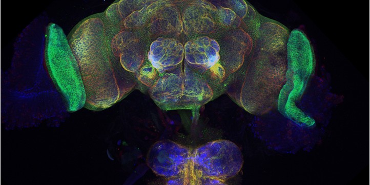 Fluoreszenzmikroskopische Aufnahme des Gehirns einer Taufliege (Drosophila melanogaster): Mithilfe von Crispr/Cas9 wurde eine grüne Markierung in das Gen &quot;Bumpel&quot; eingefügt. Die roten und blauen Markierungen entstanden durch Antikörper-Färbungen. Rechts und links sind die Augen erkennbar, unten im Bild Teile des Bauchmarks.<address>© CiM – Kerem Yildirim, Bente Winkler, Christian Klämbt</address>