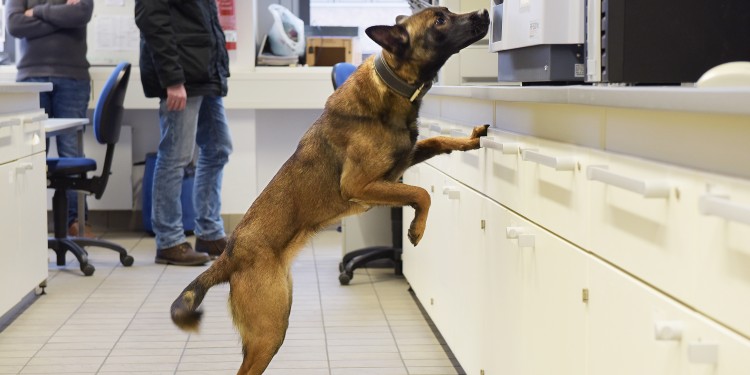 Schnüffel-Training im Chemielabor: Für die Suchhunde sind die fremdartigen Gerüche eine besondere Herausforderung.<address>© WWU/Peter Grewer</address>