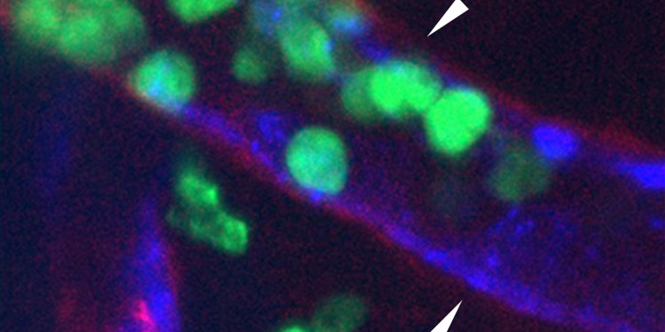 Laminin 511 (rot) hemmt die Wanderung von Immunzellen (grün) durch die Endothelzellschicht (blau) der Blutgefäße. Immunzellen wandern vorrangig dort ins Gewebe, wo wenig Laminin vorkommt (Pfeile).<address>© Song et al./Cell Reports</address>