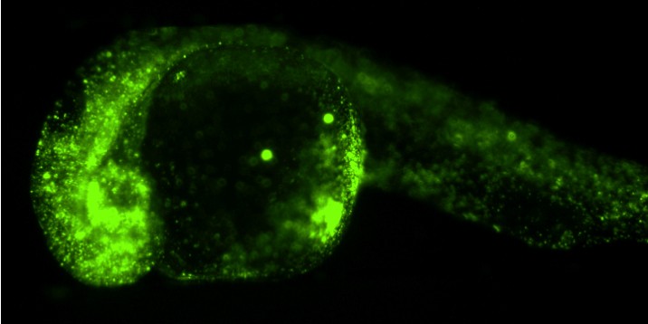 Fluoreszierende Kügelchen (grün) im 24 Stunden alten Zebrafischembryo. Die Kügelchen wurden im Einzellstadium in den Embryo eingebracht und verteilten sich, ohne die Entwicklung zu beeinflussen.<address>© Hörner et al./Journal of Biophotonics</address>