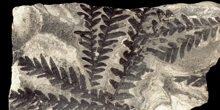 Fossil der Beblätterung einer ausgestorbenen Gruppe von Samenpflanzen aus der Antarktis (dicroidium odontopteroides), rund 230 Millionen Jahre alt.<address>© Hans Kerp/WWU</address>