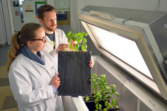 Anna-Lena Falz und Doktorand Philipp Lemke begutachten das Wurzelwachstum der Basilikumpflanzen, die in einer Phytokammer gewachsen sind.<address>© Julia Schwekendiek</address>
