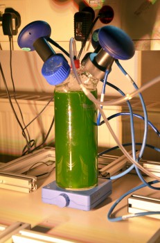 Ein Bioreaktor im Labormaßstab – in seinem Inneren wachsen einzellige Grünalgen der Art Chlamydomonas reinhardtii.<address>© Julia Schwekendiek</address>