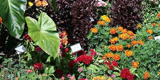 Bei der Sonntagsführung im Botanischen Garten wird eine Auswahl der schönsten Sommerblumen gezeigt.<address>© WWU/Botanischer Garten</address>