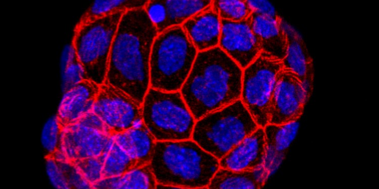 In einem neuen Projekt erforschen CiM-Wissenschaftler, wie sich Embryonen in der Gebärmutterwand einnisten. Das Bild zeigt einen frühen Mausembryo im 64-Zellstadium. Die Zellmembranen sind rot markiert, die Zellkerne blau.<address>© Ivan Bedzhov</address>