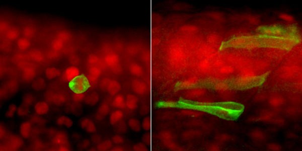 Links: Urkeimzellen (grün) im Zebrafischembryo – zu erkennen an ihrer runden Form. Rechts: Fehlt das Protein Dead End, differenzieren sie sich in Körperzellen, hier in typisch längliche Muskelzellen.<address>© T. Gross-Thebing et al./Dev Cell</address>