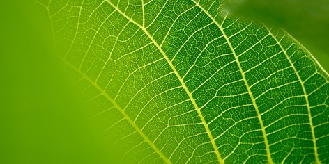 Eine mechanische Verletzung von Blättern führt dazu, dass Blattporen schnell zugehen.<address>© Symbolfoto: fotolia.com - Gina Sanders</address>