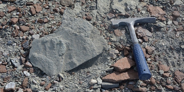 Das Fundstück: ein 200 Millionen Jahre alter Saurier-Fußabdruck<address>© Dr. Benjamin Bomfleur</address>