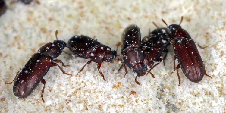 Red flour beetles<address>© WWU - Robert Peuß</address>