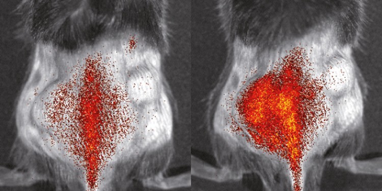 Verteilung von Immunzellen im Körper einer Maus, aufgenommen mit der optischen Bildgebung<address>© S. Gran & L. Honold et al./Theranostics 2018(8)</address>