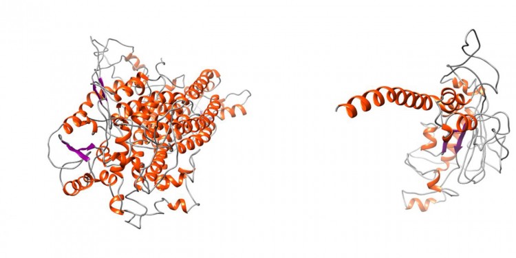 Comparison between the normal TMEM16A protein and the mutated variant showing the truncating effect that leads to the loss of vast portions of the protein. This leads to severe structural alterations.<address>© J. Park et al. 2020/ Journal of Medical Genetics</address>