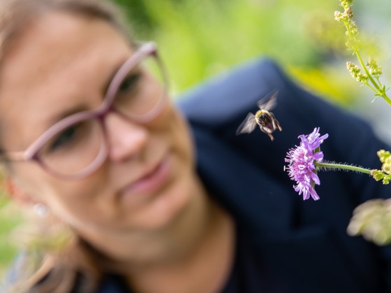 The behaviour of the bumblebees provides Anna Lampei-Bucharova with information for her research.<address>© WWU - Peter Leßmann</address>