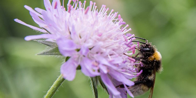 A bumblebee covered with pollen grains samples a field scabious.<address>© WWU - Peter Leßmann</address>