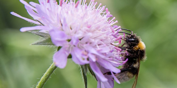 Eine Erdhummel ist mit Pollen von der Acker-Witwenblume bedeckt.<address>© WWU - Peter Leßmann</address>