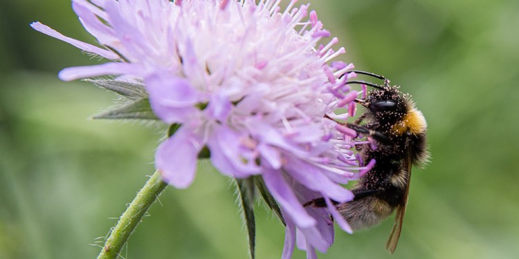 Earth bumblebee covered with pollen from field scabious.<address>© WWU - Peter Leßmann</address>