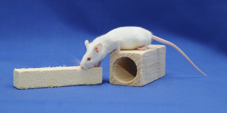 Mäuse werden an der WWU am häufigsten als Versuchstiere eingesetzt.<address>© WWU - E. Deiters-Keul</address>