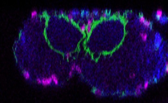 Querschnitt durch ein larvales Gehirn. Grün sind die umhüllenden Gliazellen dargestellt, die in der Studie von Nicole Pogodalla et al. untersucht wurden. Sie umfassen das zentrale Neuropil komplett. Blau sind alle neuronalen Membranen markiert, magenta die glialen Zellkerne.<address>© WWU - Nicole Pogodalla und Christian Klämbt</address>