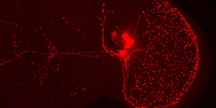 View into the brain of a fruit fly. The brain was stained with a so-called PDF (pigment dispersing factor) antibody. Red: the ventrolateral clock neurons of one half of the brain and their neural processes.<address>© WWU – AG Stanewsky</address>