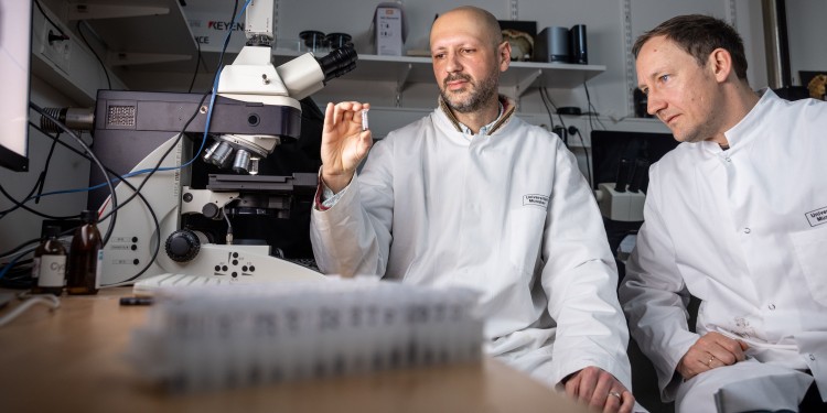 Prof. Benjamin Bomfleur (right) and Dr. Phillip Jardine discuss their samples in the lab.<address>© Münster University - Peter Leßmann</address>