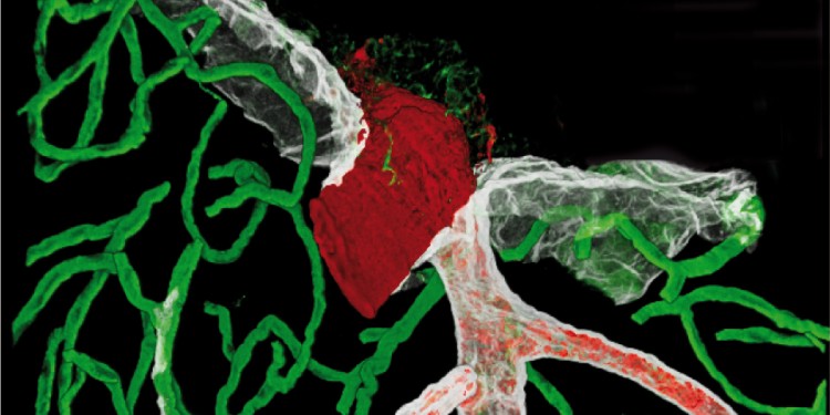 Mithilfe spezieller extrazellulärer Matrixmoleküle (weiß und grün) und zellulärer Marker (rot) können die Barrieren an der Oberfläche des Gehirns und der umgebenden Blutgefäße sichtbar gemacht werden.<address>© AG Sorokin</address>