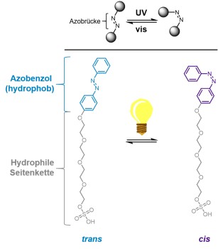 Ein amphiphiles Azobenzol ist das zentrale Molekül der Studie. Es lässt sich mittels Lichts zwischen zwei Zuständen schalten und verändert so seine Eigenschaften. Zudem vereinigt es hydrophile und hydrophobe Eigenschaften im gleichen Molekül, wodurch es kompatibel mit Membranen ist.<address>© WWU - Henning Klaasen</address>