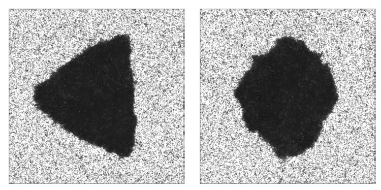 In the particles examined, the shape of the cluster depends on how strongly the orientation of the particles influences their propulsion speed.<address>© Copyright: S. Bröker et al. (2023), Physical Review Letters 131, 168203</address>